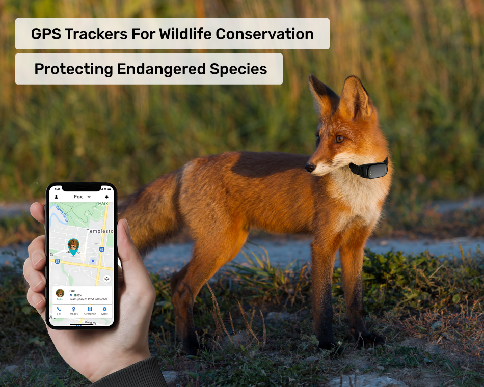 GPS Trackers for Wildlife Conservation Protecting Endangered Species
