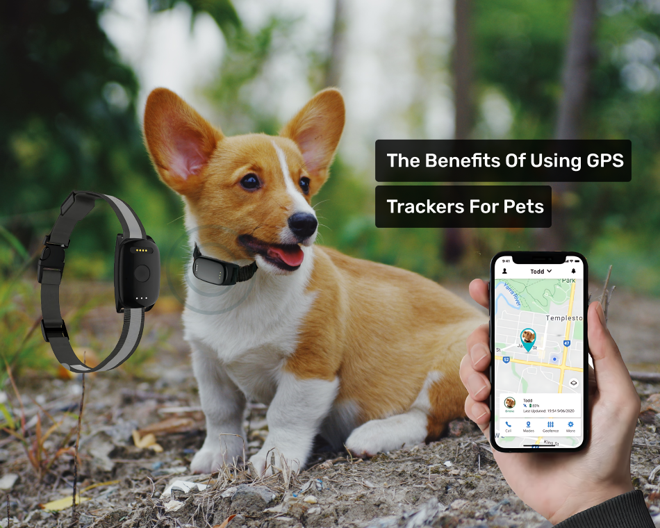 The Benefits of Using GPS Trackers for Pets